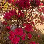 Des Fleurs 别墅 *