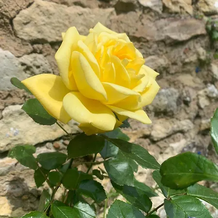 Vila Des Fleurs Cozes