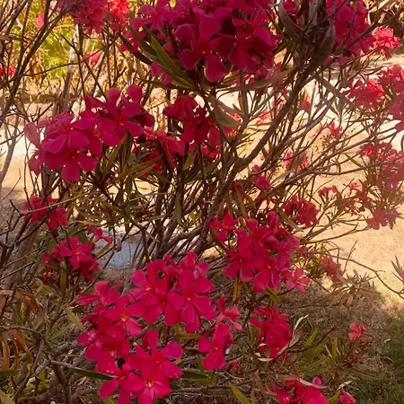 Des Fleurs Villa *