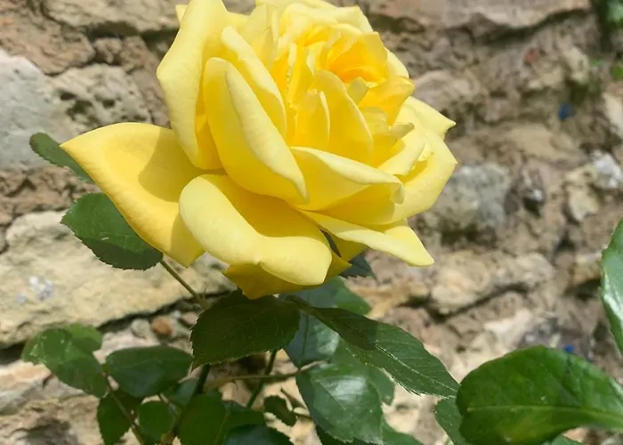 Villa Des Fleurs Cozes